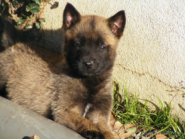 Magnifiques chiots Berger Malinois