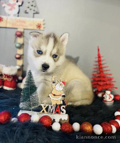 Chiots Husky Sibérien lof pour le noël