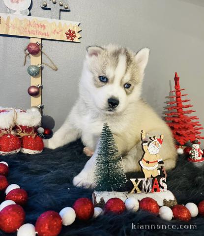 Chiots Husky Sibérien lof pour le noël