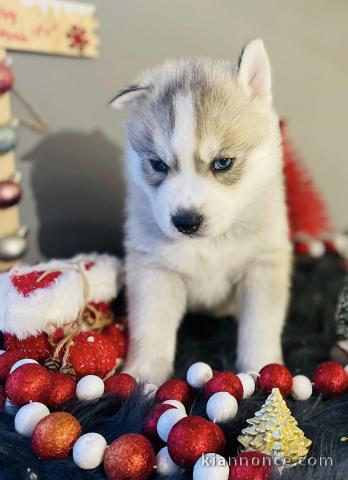 Chiots Husky Sibérien lof pour le noël