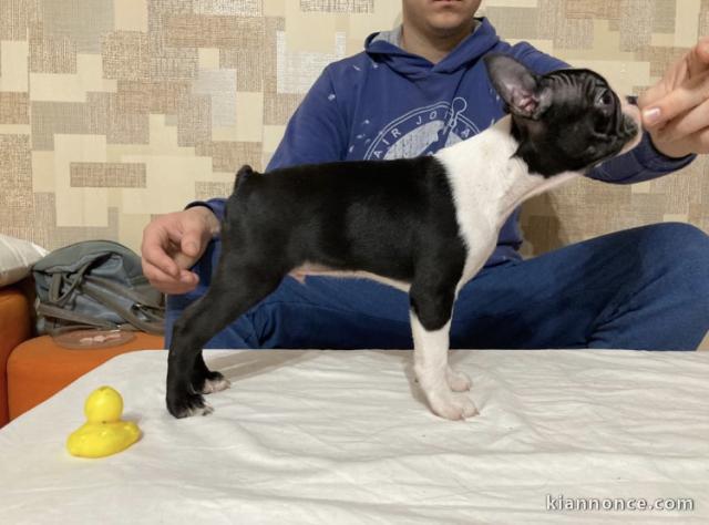 Boston Terrier chiots à vendre