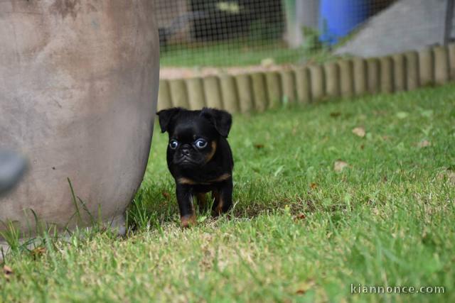 Chiots Petit brabançon disponibles de suite 