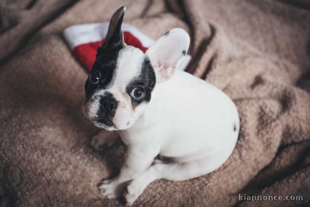 Don de chiot bouledogue français trois mois