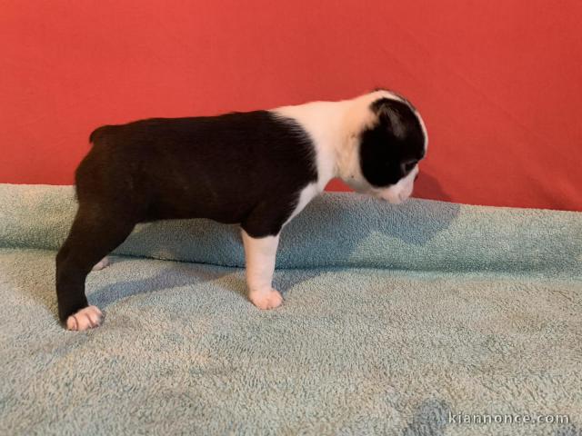 Boston Terrier chiots à vendre