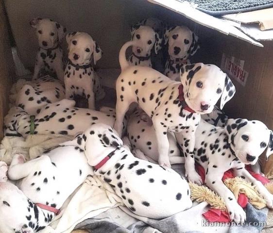 Chiots d’apparence tBonjour 