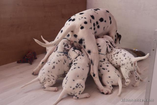 Chiots Dalmatien Adoption Disponible 