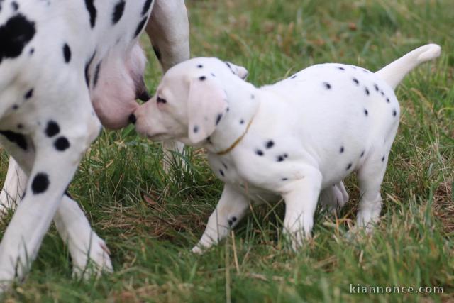 Chiots Dalmatien Adoption Disponible 