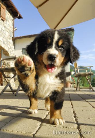 Don de chiot bouvier bernois trois mois