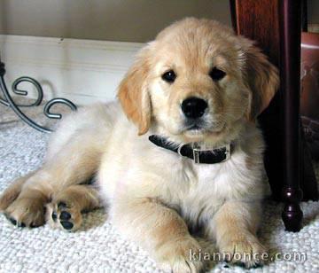 Chiot golden retriever trois mois