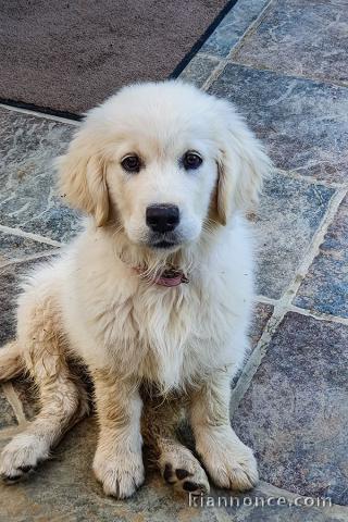 Chiot golden retriever trois mois