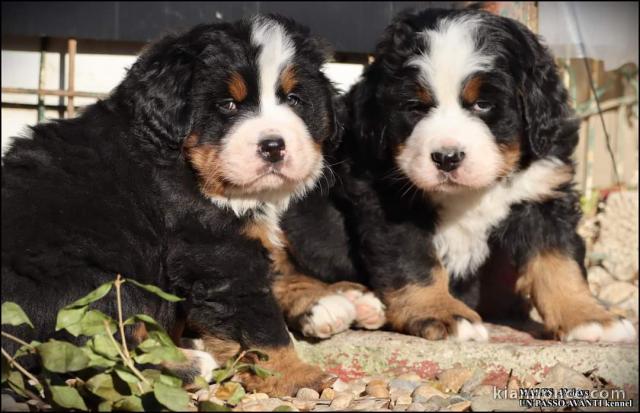 Montagne Bernoise chiots