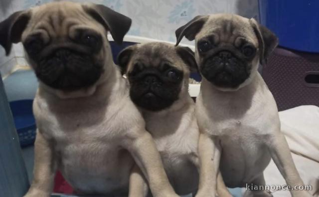 Adorables chiots Bouledogues et 