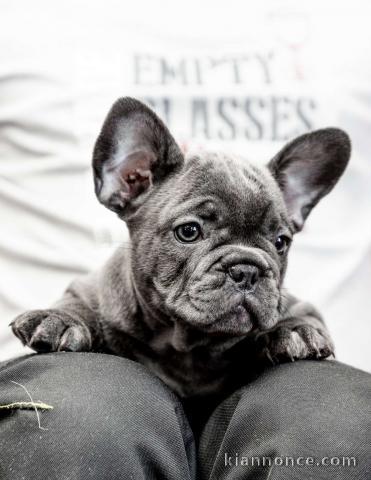 Bulldog français chiots à vendre