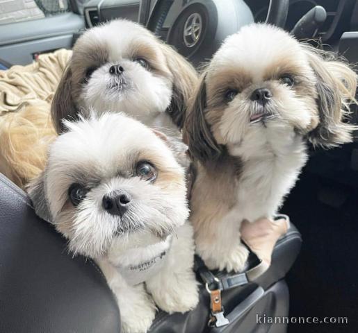 Chiots d’apparence Shitzu 