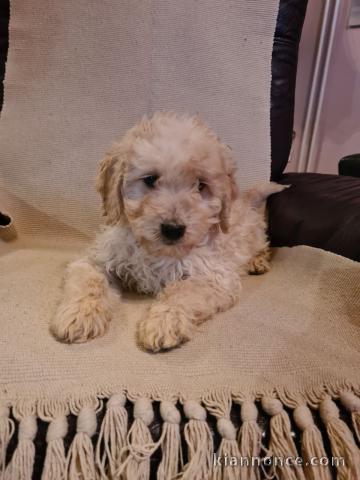 Goldendoodle chiots à vendre