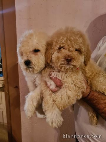 Labradoodle chiots à vendre