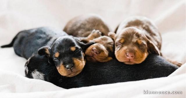 Adorables Chiots Teckel Pure Race