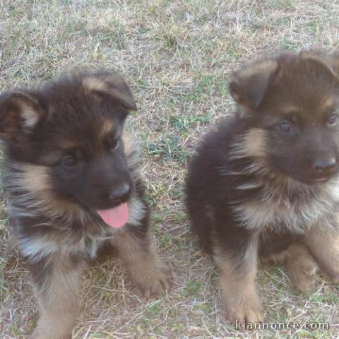 Chiots berger allemand LOF DISPONIBLE DE SUITE