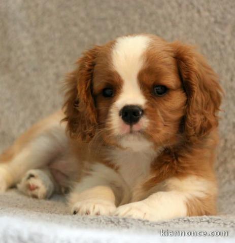 Cavalier King pour famille d\