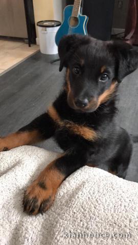 À donner chiots Beauceron 