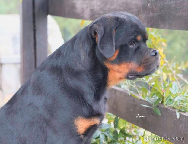 Rottweiler chiots à vendre