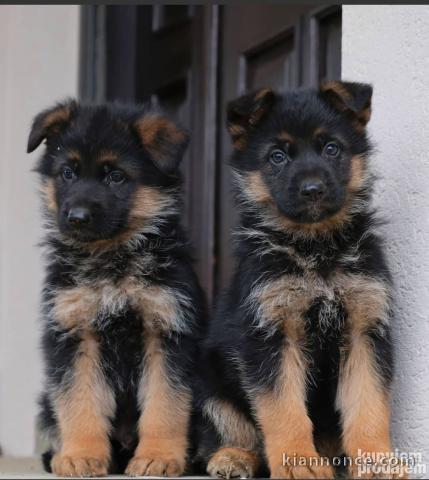 Berger allemand chiots