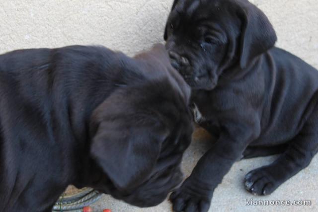 À donner Chiots cane corso