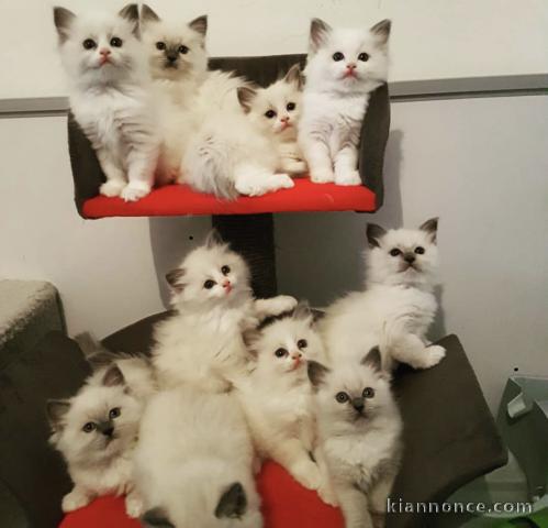 Adorables chatons ragdoll 