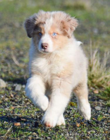 Magnifiques Chiots Berger australien