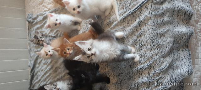 Chatons Maine Coon Agé de 3 Mois