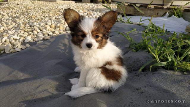 Adorable Chiot Papillon Femelle