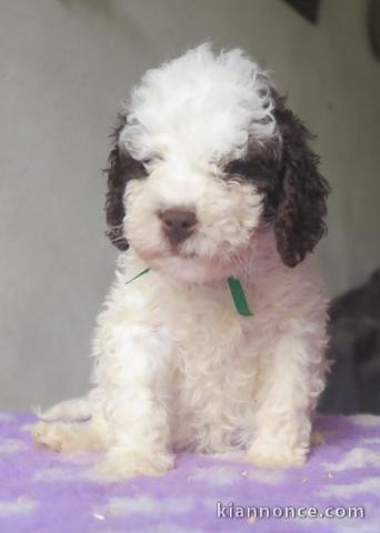 Jolie Chiot Lagotto Romagnolo Femelle