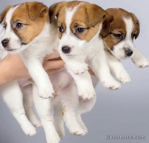 Magnifiques chiots de race jack Russell 