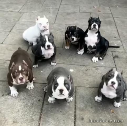 Chiots d’apparence Bully américain 