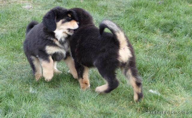 Chiots Dogue du Tibet