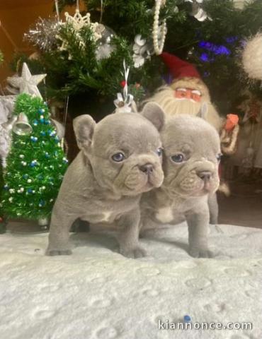 French Bulldog puppies for sale