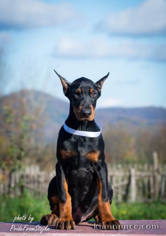 Dobermann chiots à vendre