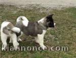 Donne ses magnifiques chiots akita inu