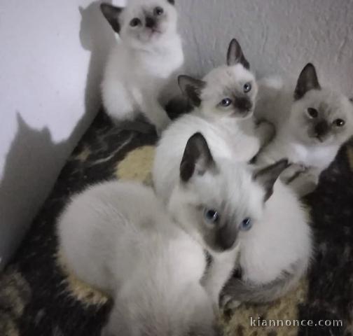 Superbes chatons siamois 