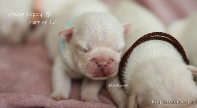 Bouledogues français, chiots crème, Fluffy Gene L4