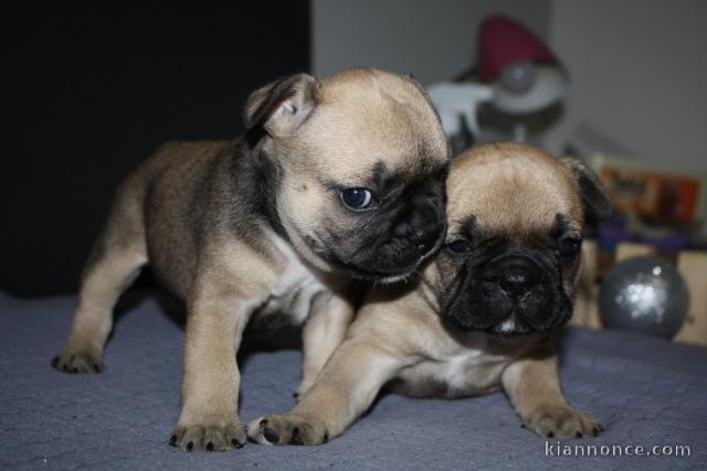 Bulldog français chiots à vendre