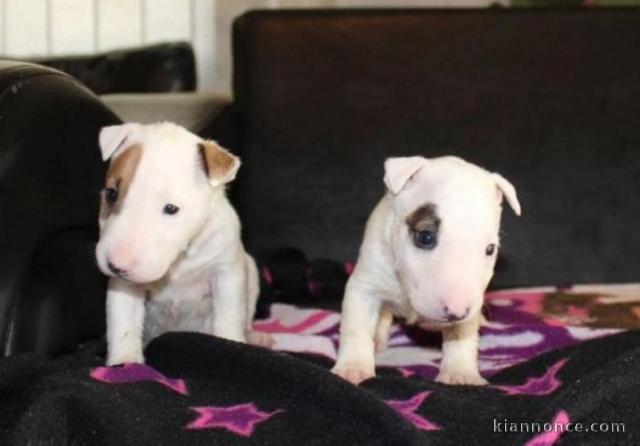 Mini Bull Terrier chiots