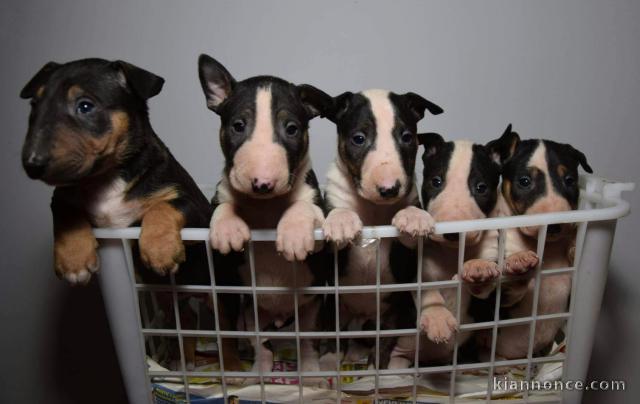 Bull terrier chiots à vendre