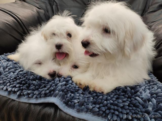 Coton de Tuléar / Pékinois chiots