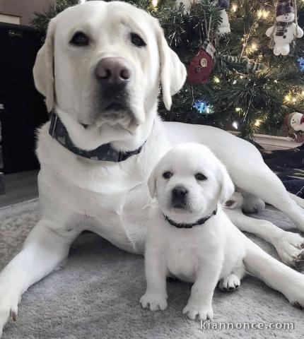 Chiots d’apparence  Labrador retrievers 