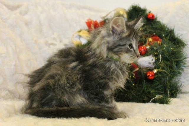 chaton main coon disponible de suite