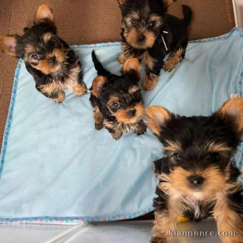 Yorkers Aviable Puppies à adopter 