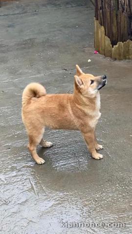 Shiba Inu chiots à vendre