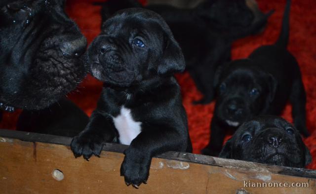 Cane Corso chiots à vendre