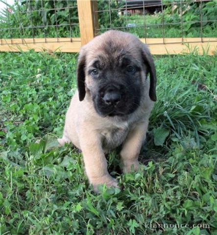 Chiots Mastiff a donné 